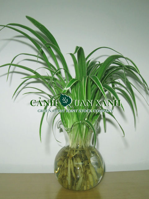 Cỏ lan chi Cỏ lan chi