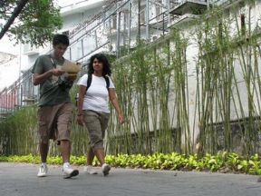 Hiếm Hoi Tường Xanh tại Tp.Hồ Chí Minh