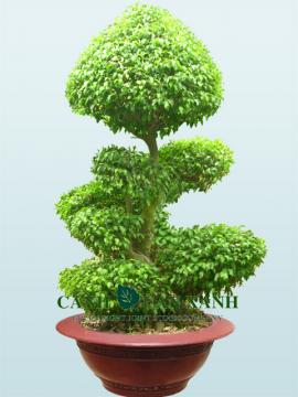 Ficus benjamine