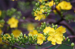 Chăm sóc Mai sau tết