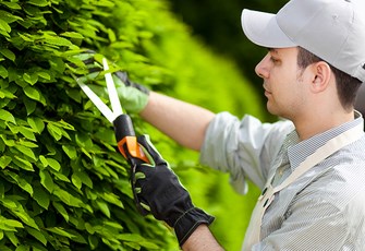 Tuyển dụng nhân viên chăm sóc cây cảnh