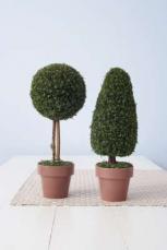 Cây trong nhà tiết lộ tính cách chủ nhân