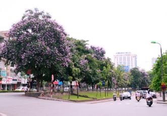 Những cây nên trồng ở đô thị Việt Nam