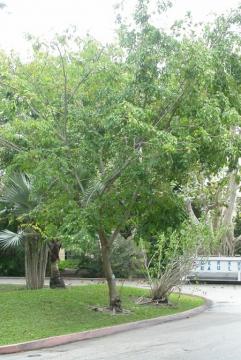 Pterocarpus macrocarpus Kurz