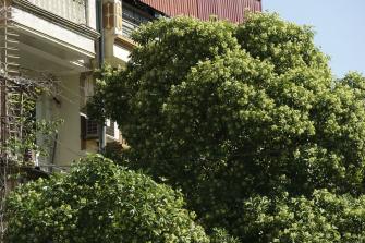 Hà Nội - những ô cửa nồng nàn hương hoa sữa