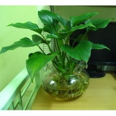 Những loại cây cảnh trồng trong nhà hút tài lộc