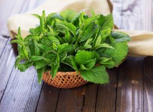 Những loại cây cảnh trong nhà có tác dụng làm thuốc