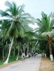 TPHCM bác đề xuất trồng dừa làm cây xanh đô thị