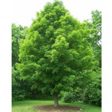 Lợi ích của cây xanh