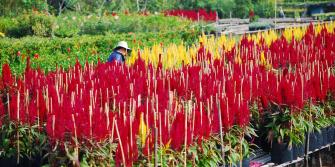 Nhà vườn đang khẩn trương chăm sóc hoa Tết