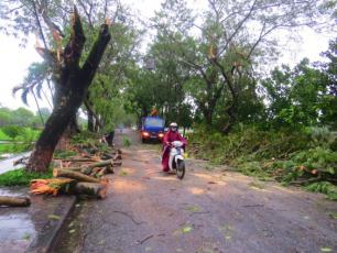 Hàng trăm cây xanh ở Huế bị gió quật gãy đổ