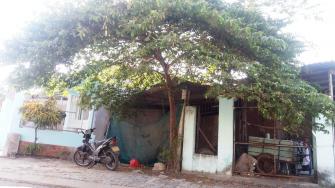 9 loại cây xanh cấm trồng trên phố Đà Nẵng