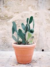 Các loại cây dễ sống trong nhà