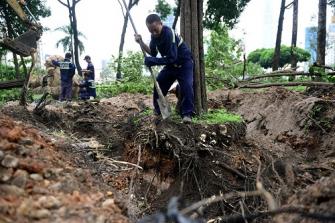 Sài Gòn bứng 75 cây xanh để xây dựng ga metro Bến Thành