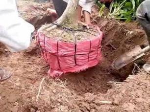 Kỹ thuật bứng gốc mai, Vô chậu,