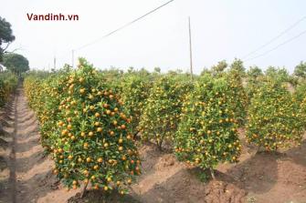 Cách trồng và chăm sóc quất cảnh chín đúng dịp tết