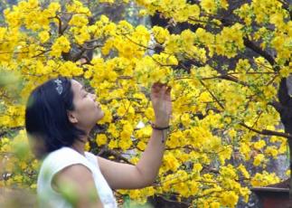 Kỹ thuật chăm sóc hoa mai ra hoa đúng tết