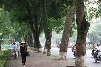 Khám phá ít biết về công dụng của cây xanh