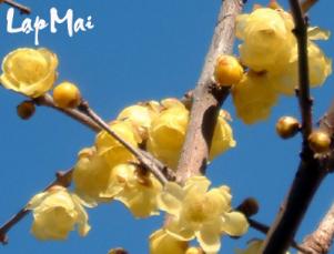 Các loại mai phổ biến ở Việt Nam