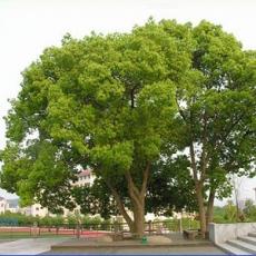 Phong thủy và cây xanh