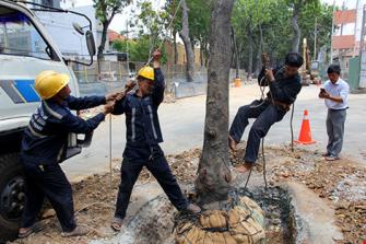 TPHCM quyết định chặt 2 cây cổ thụ để thi công nhà ga metro