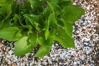 Mẹo giúp cây xanh tốt nhờ vỏ trứng