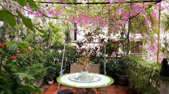 Ông chủ tiệm may Hà Nội chăm ốc đảo cây xanh 'nhàn tênh'