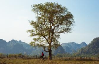 Chiến lược giúp cây xanh đối phó với nắng nóng