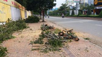 Dân sốt ruột chứng kiến hàng trăm cây xanh bị cưa sát gốc