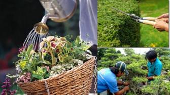 Quy trình dịch vụ Chăm sóc và Bảo dưỡng cây xanh