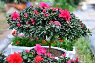 Chăm sóc cây xanh mùa hè