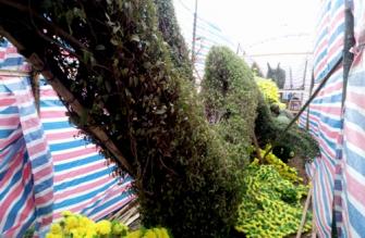 Hoa giả trên hai con rồng bằng cây xanh bị tháo