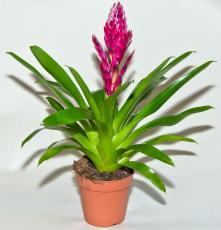 Loại cây hợp phong thủy cho 12 con giáp