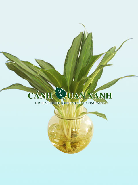 Ngân hậu Ngân hậu