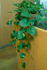 epipremnum_aureum_mt.jpg