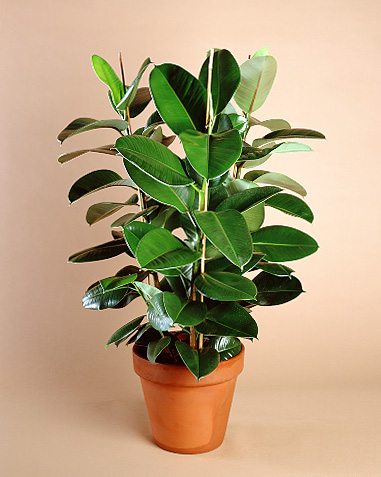 ficus_robusta.jpg