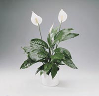 spathiphyllum3.jpg