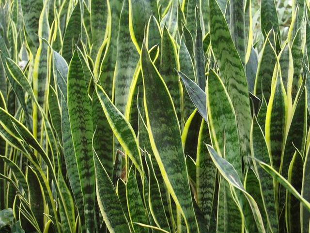 Cây lưỡi hổ Cây lưỡi hổ, cây rắn, cây hổ vĩ