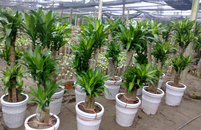 Cây thiết mộc lan, cây phát tài