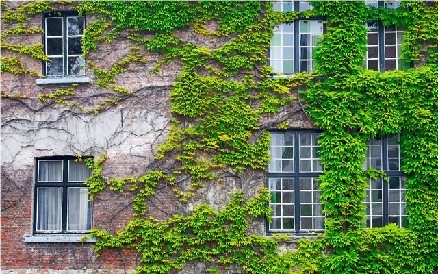 Cây thường xuân, cây vạn niên